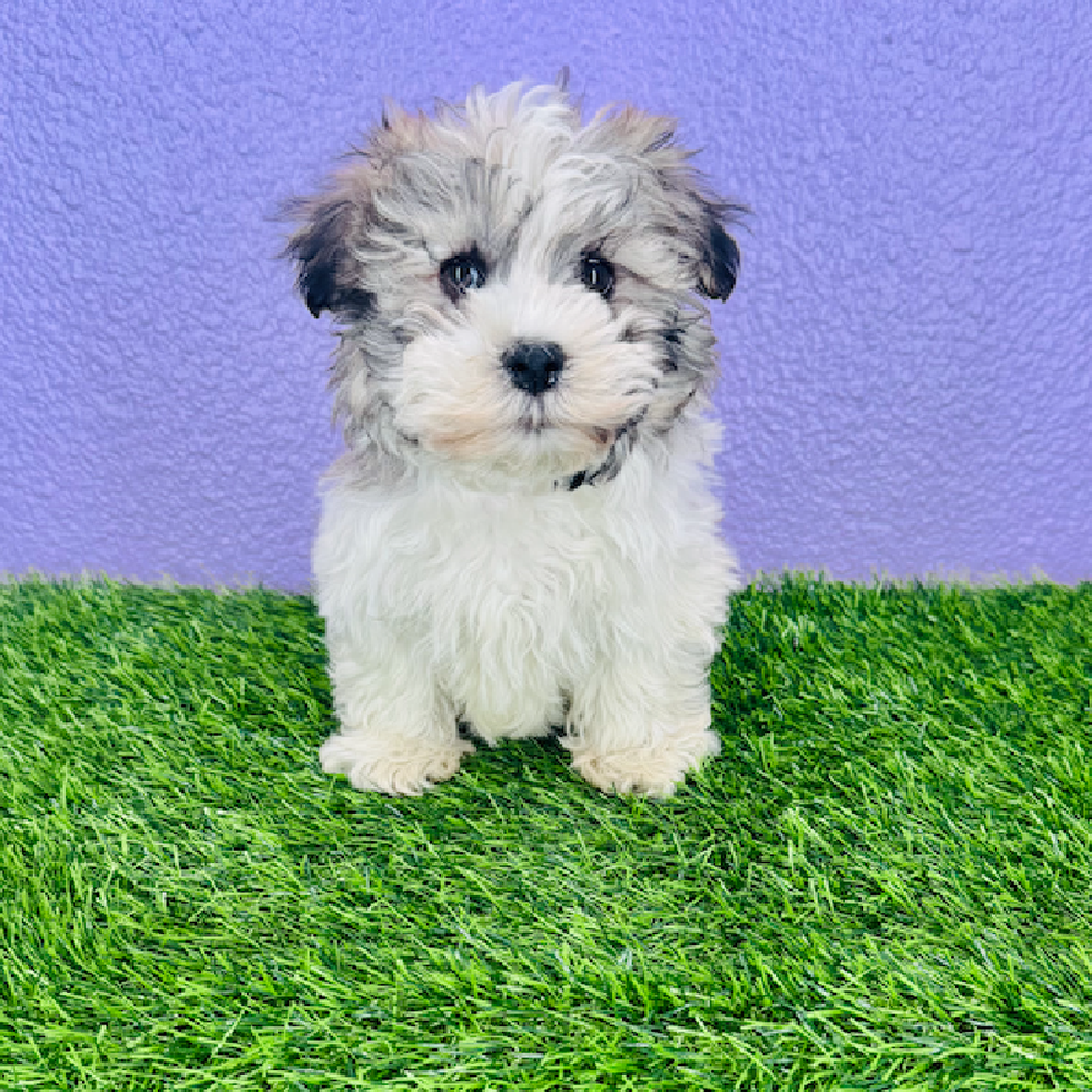 carousel pet images