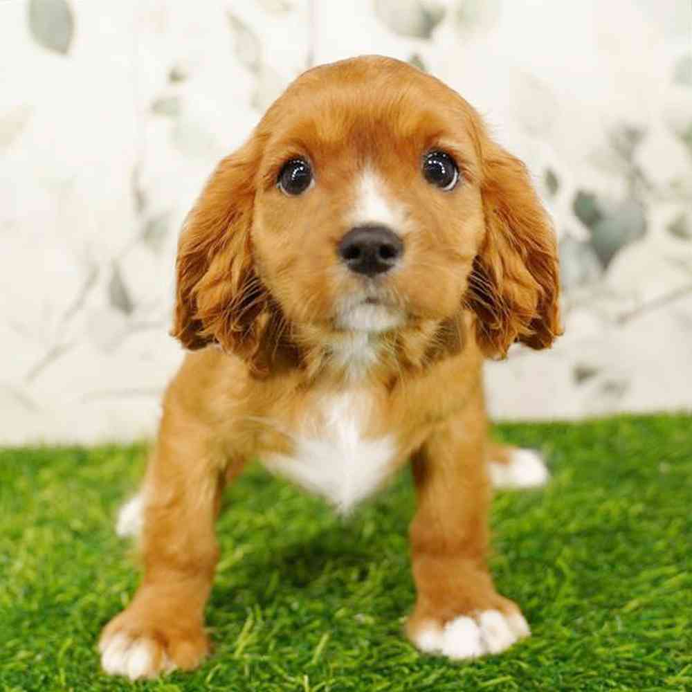 carousel pet images