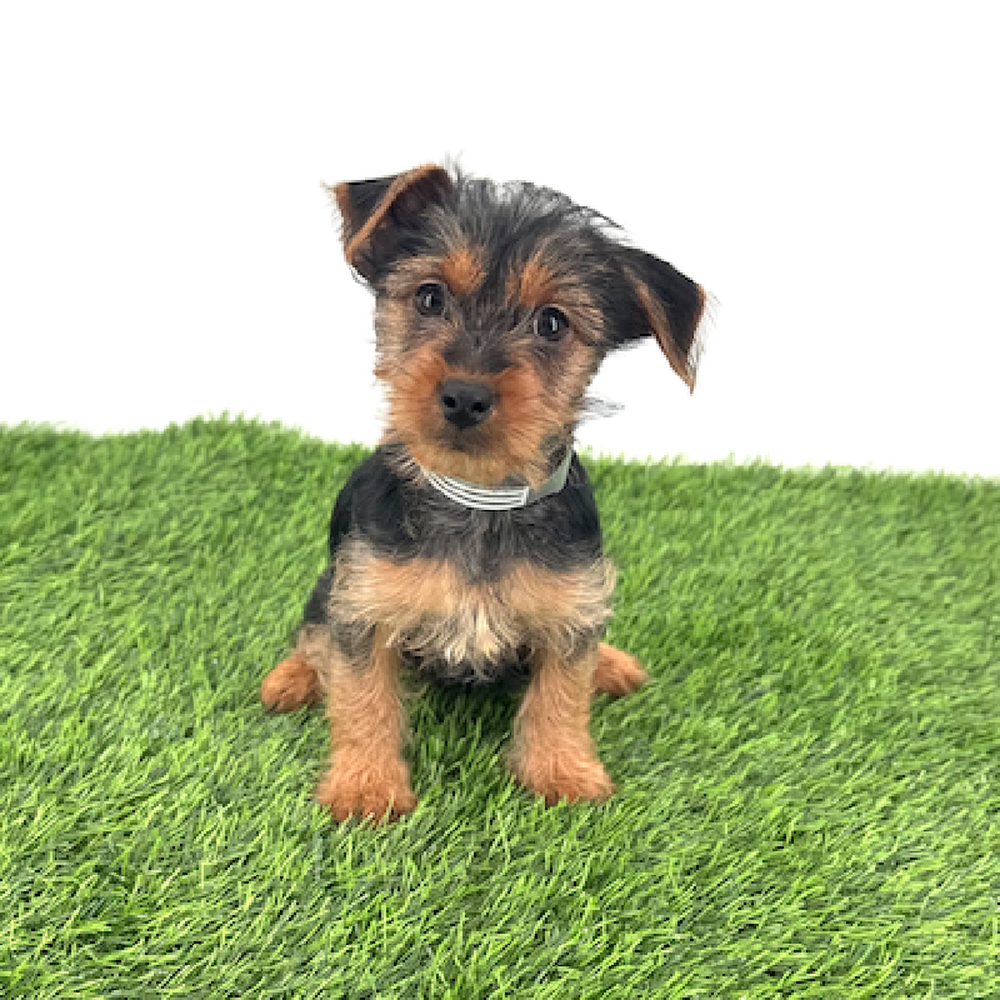 Image of a pet breed in the gallery
