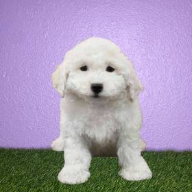 Bichon