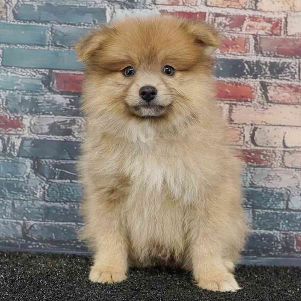 carousel pet images
