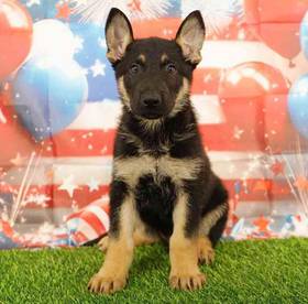German Shepherd