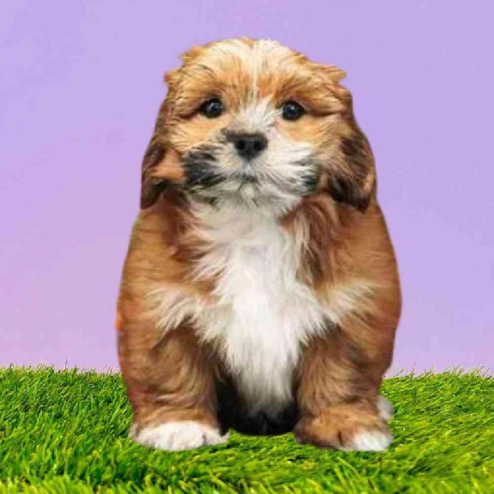 carousel pet images