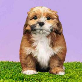 Lhasa Apso