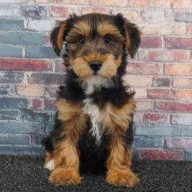 Yorkie-Poo