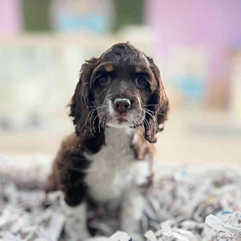 carousel pet images