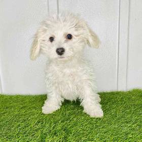 Bichon