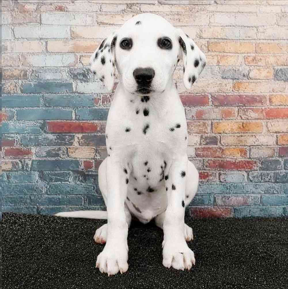 carousel pet images