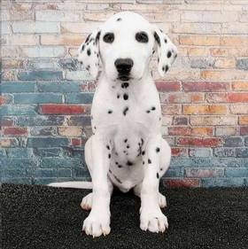 Dalmatian