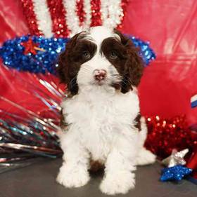 Cockapoo