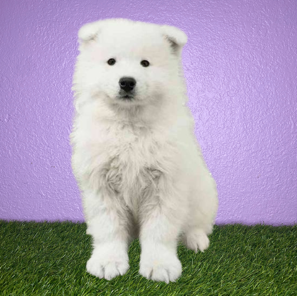 carousel pet images