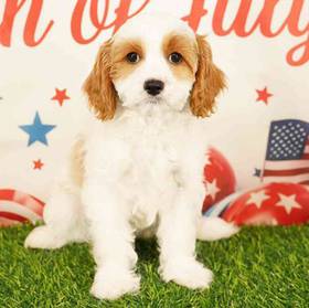 Cavapoo
