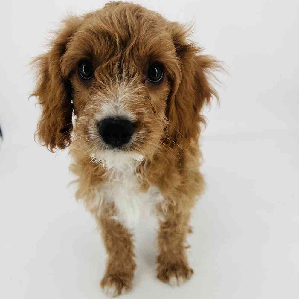 carousel pet images