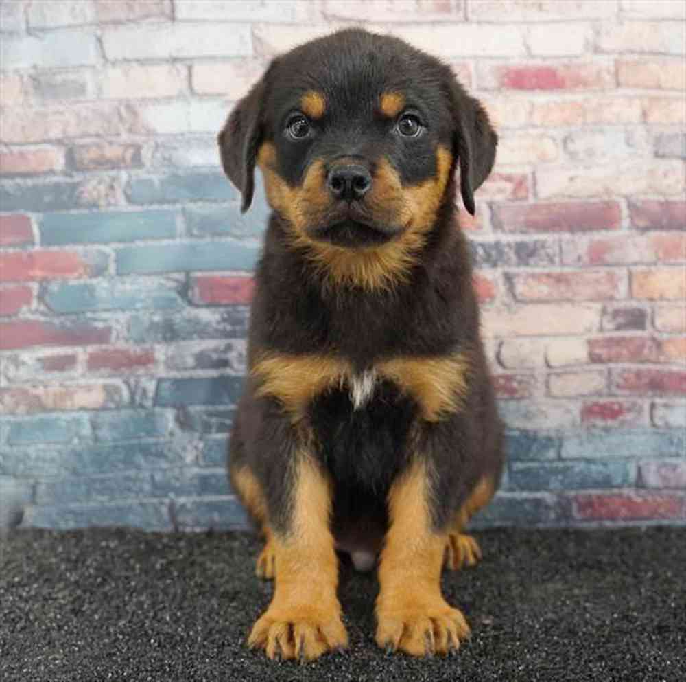 Image of a pet breed in the gallery