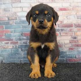 Rottweiler