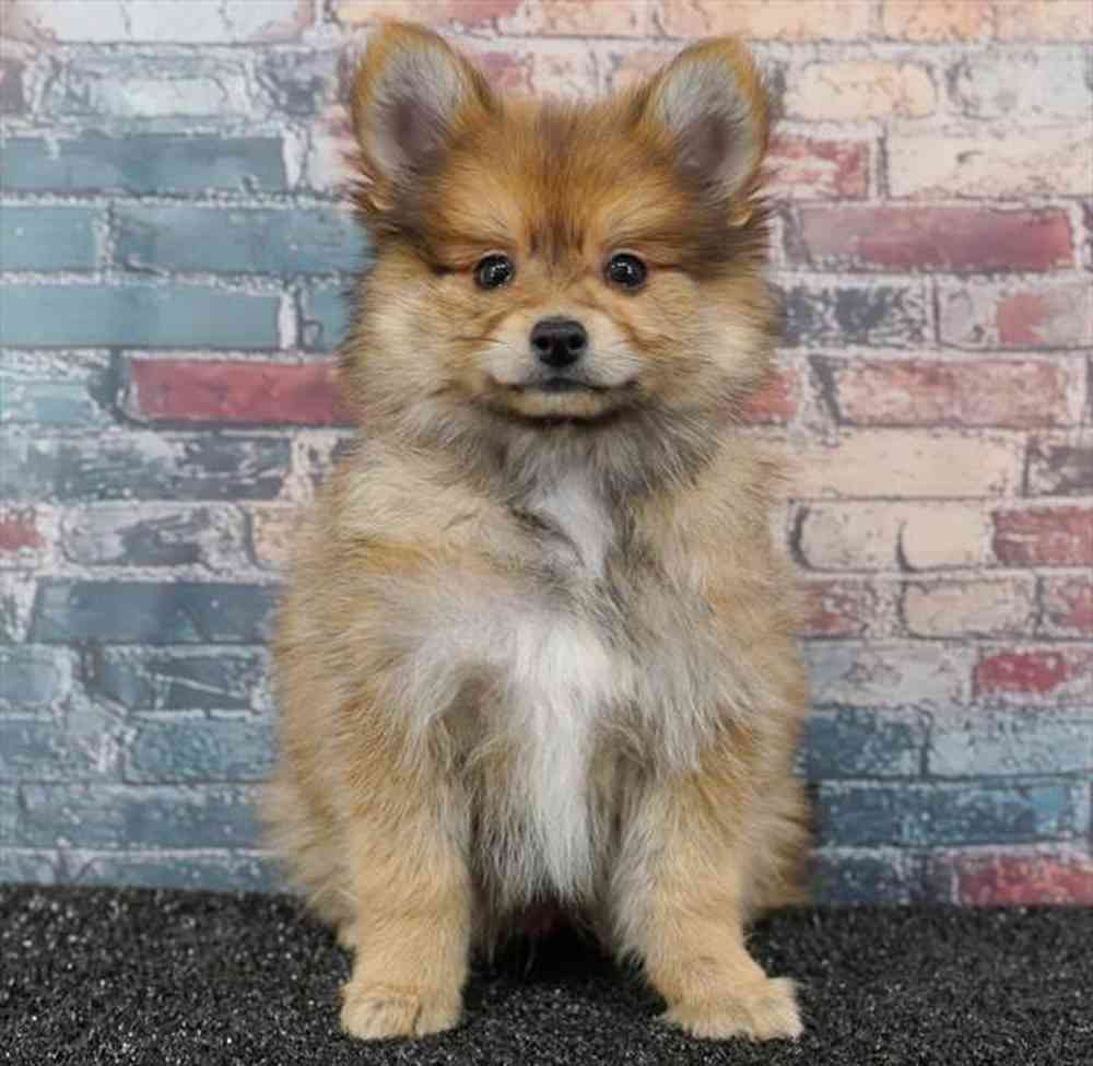 carousel pet images