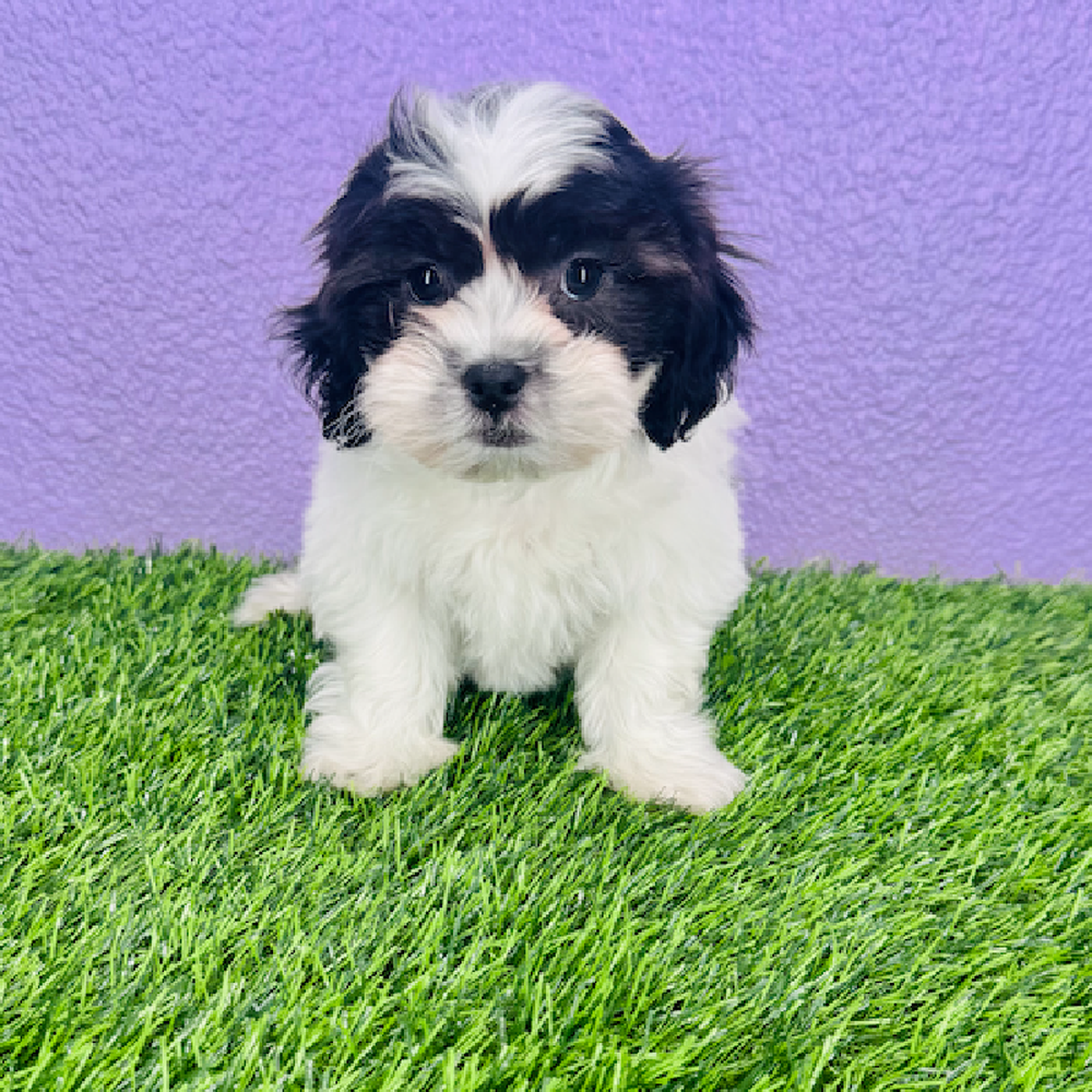 carousel pet images