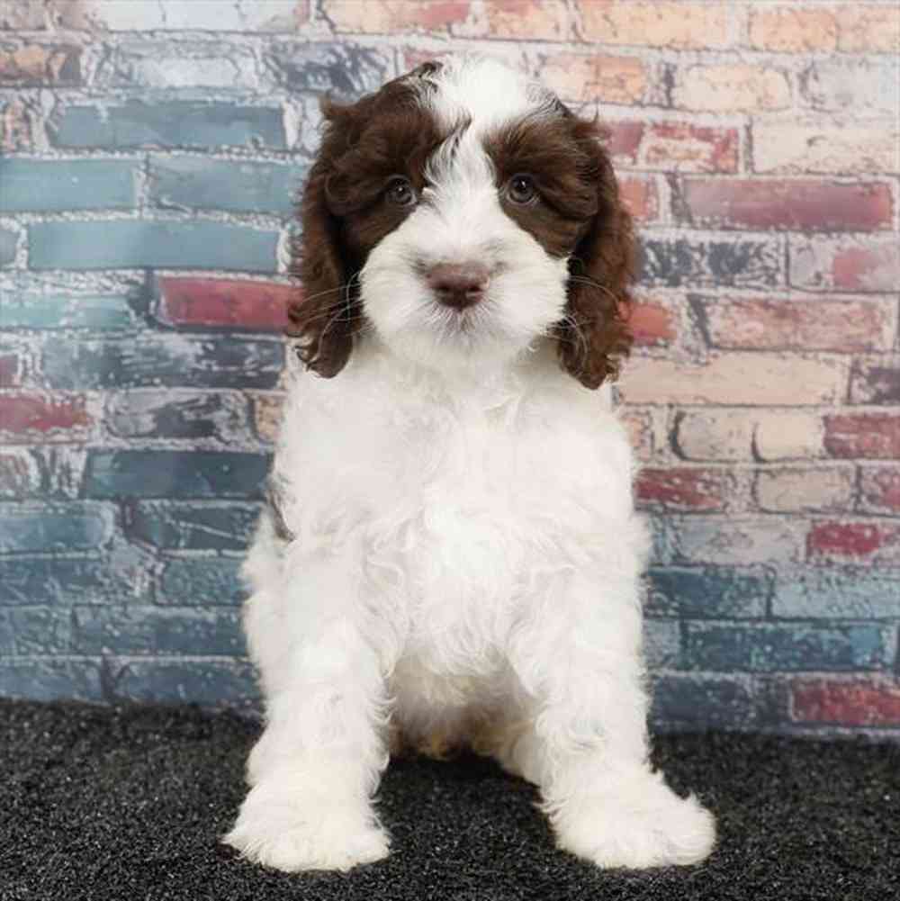 carousel pet images