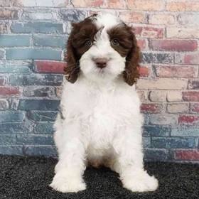 Cockapoo