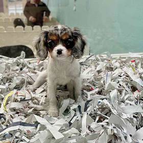 Cavalier King Charles Spaniel
