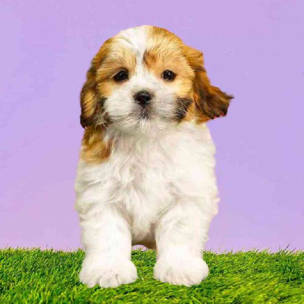 carousel pet images