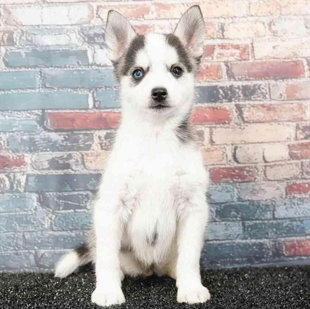 Image of a pet breed in the gallery