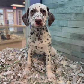 Dalmatian