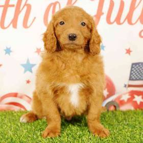 2nd Gen Mini Goldendoodle