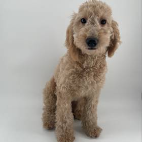 2nd Gen Mini Goldendoodle