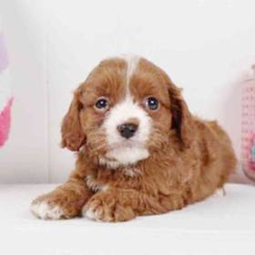 Cavapoo