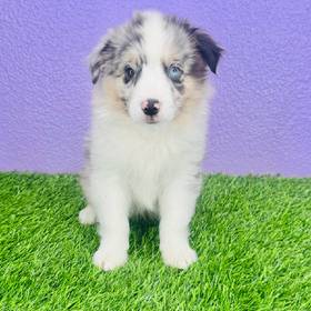 Mini Australian Shepherd