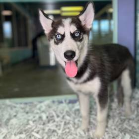 Siberian Husky