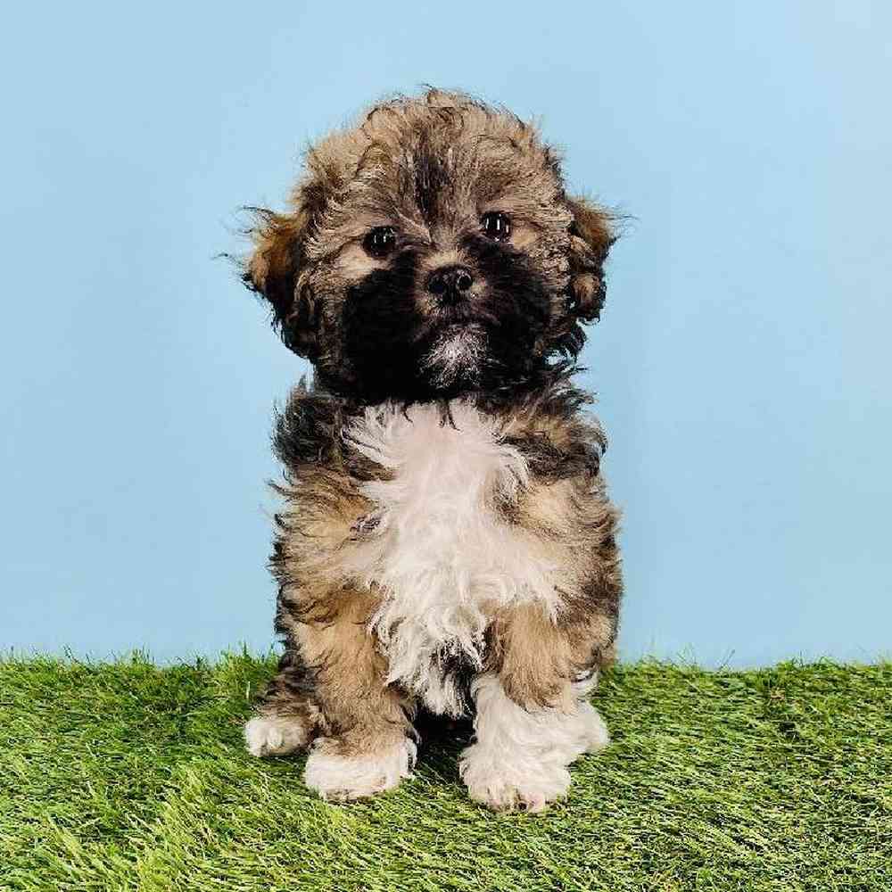 carousel pet images