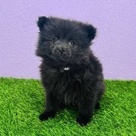 Pomeranian