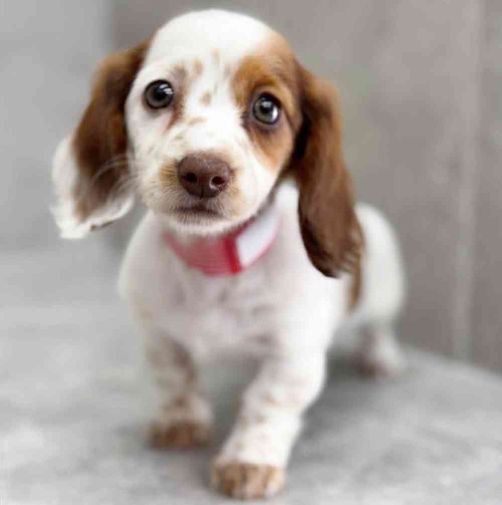 carousel pet images