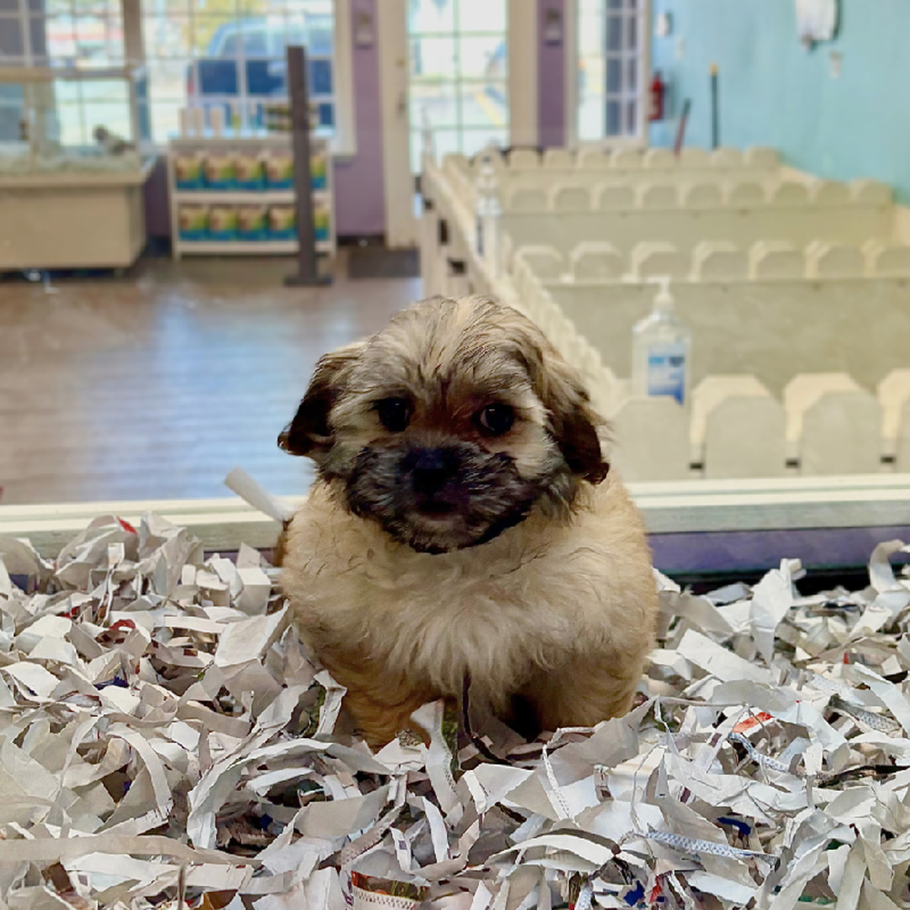 carousel pet images