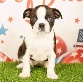 Boston Terrier