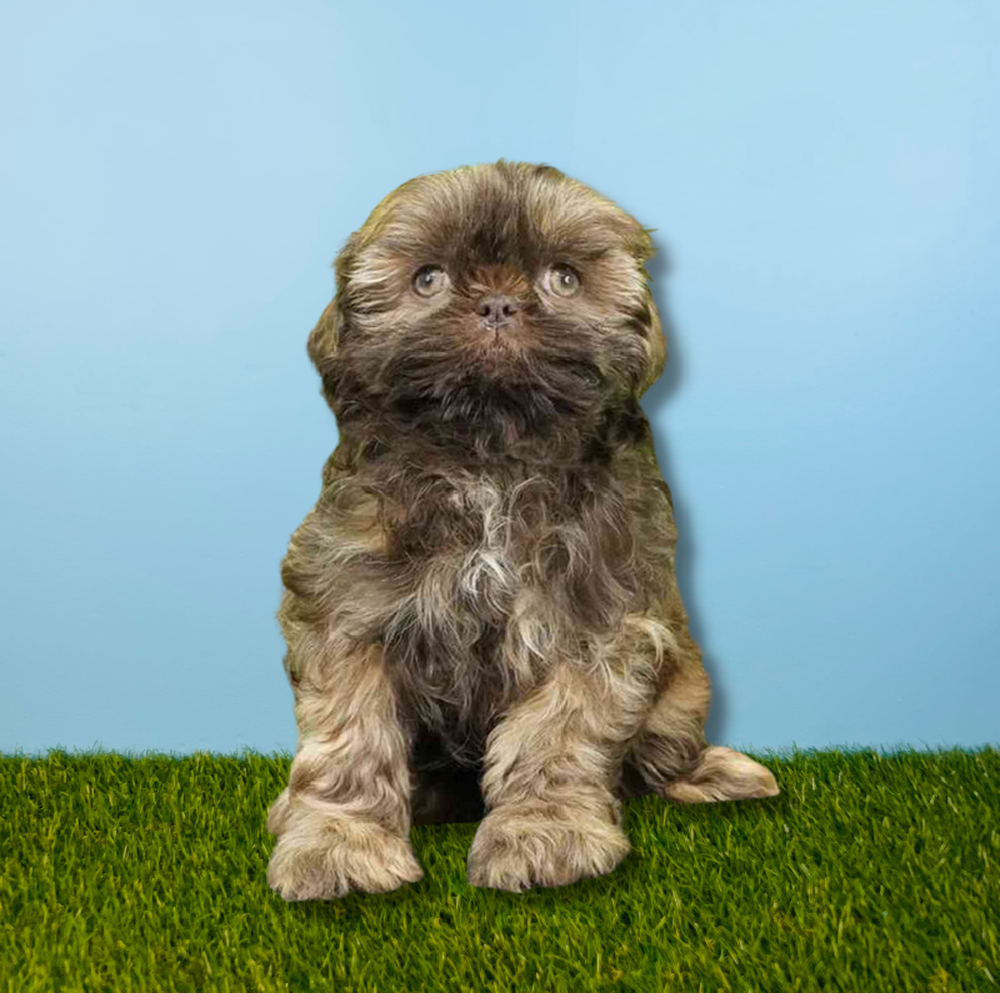 carousel pet images