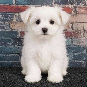 Maltese