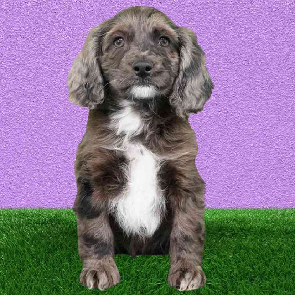 carousel pet images