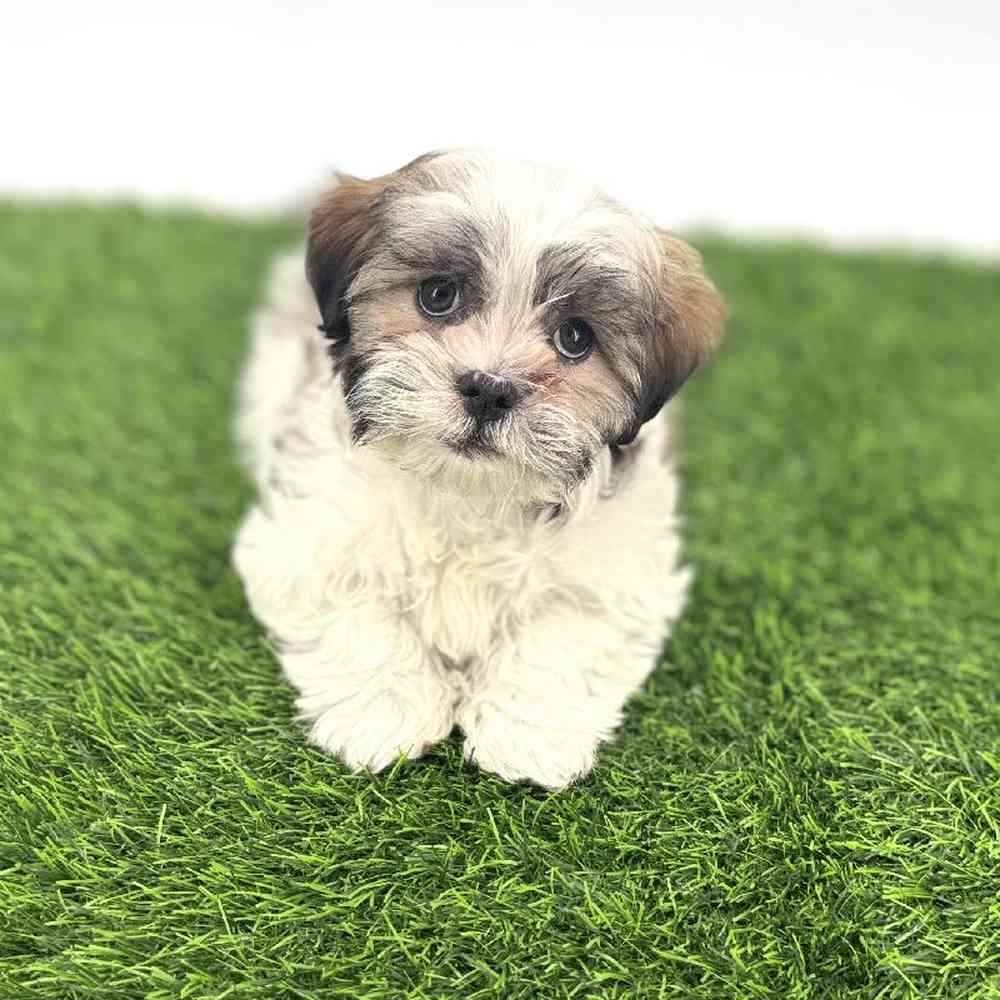carousel pet images