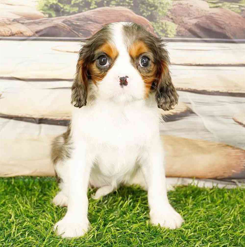 carousel pet images