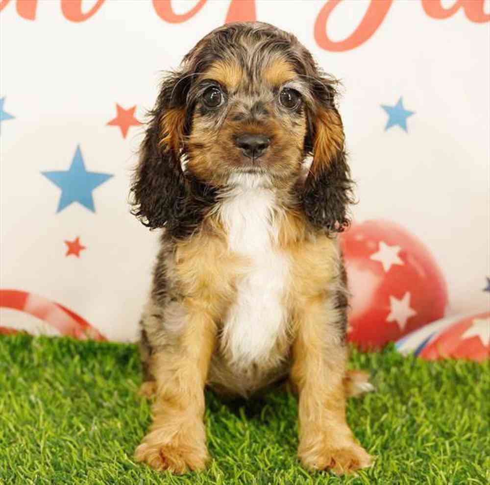 carousel pet images