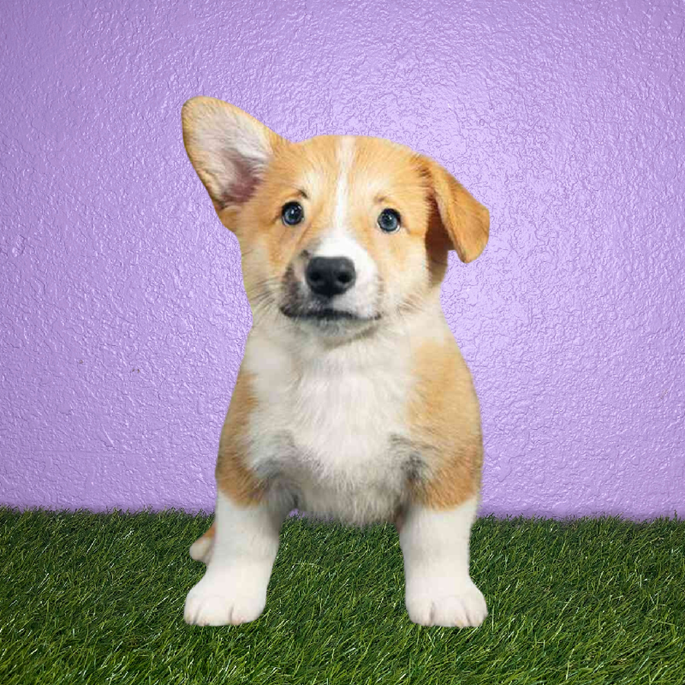carousel pet images