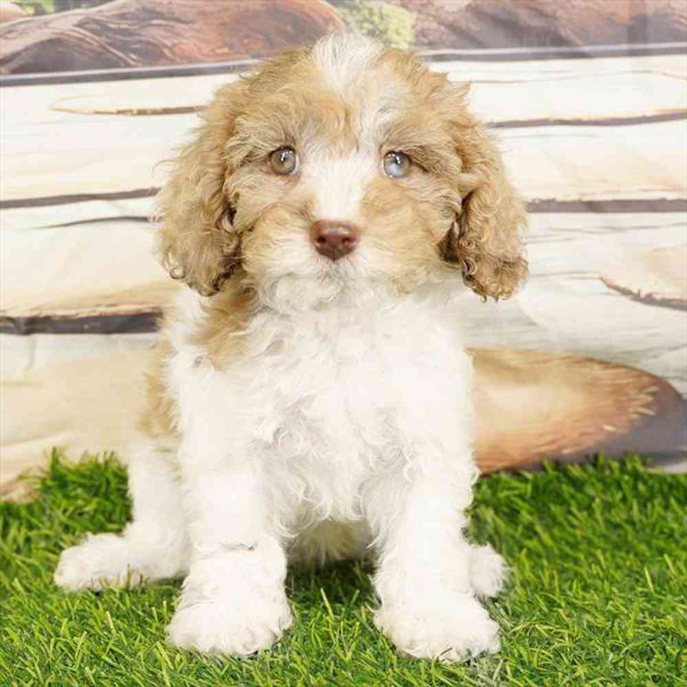 carousel pet images
