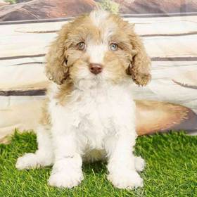 2nd Gen Cockapoo