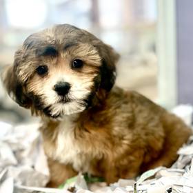 Teddy Bear