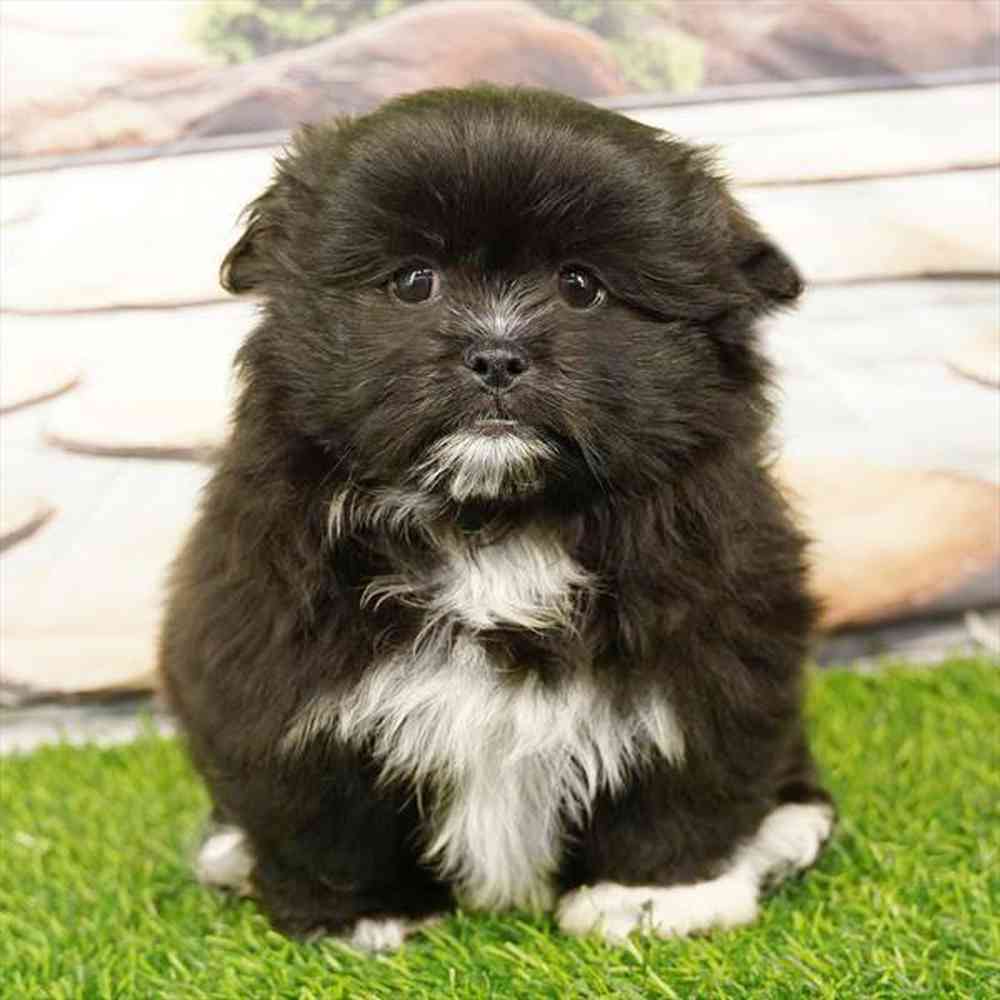 carousel pet images