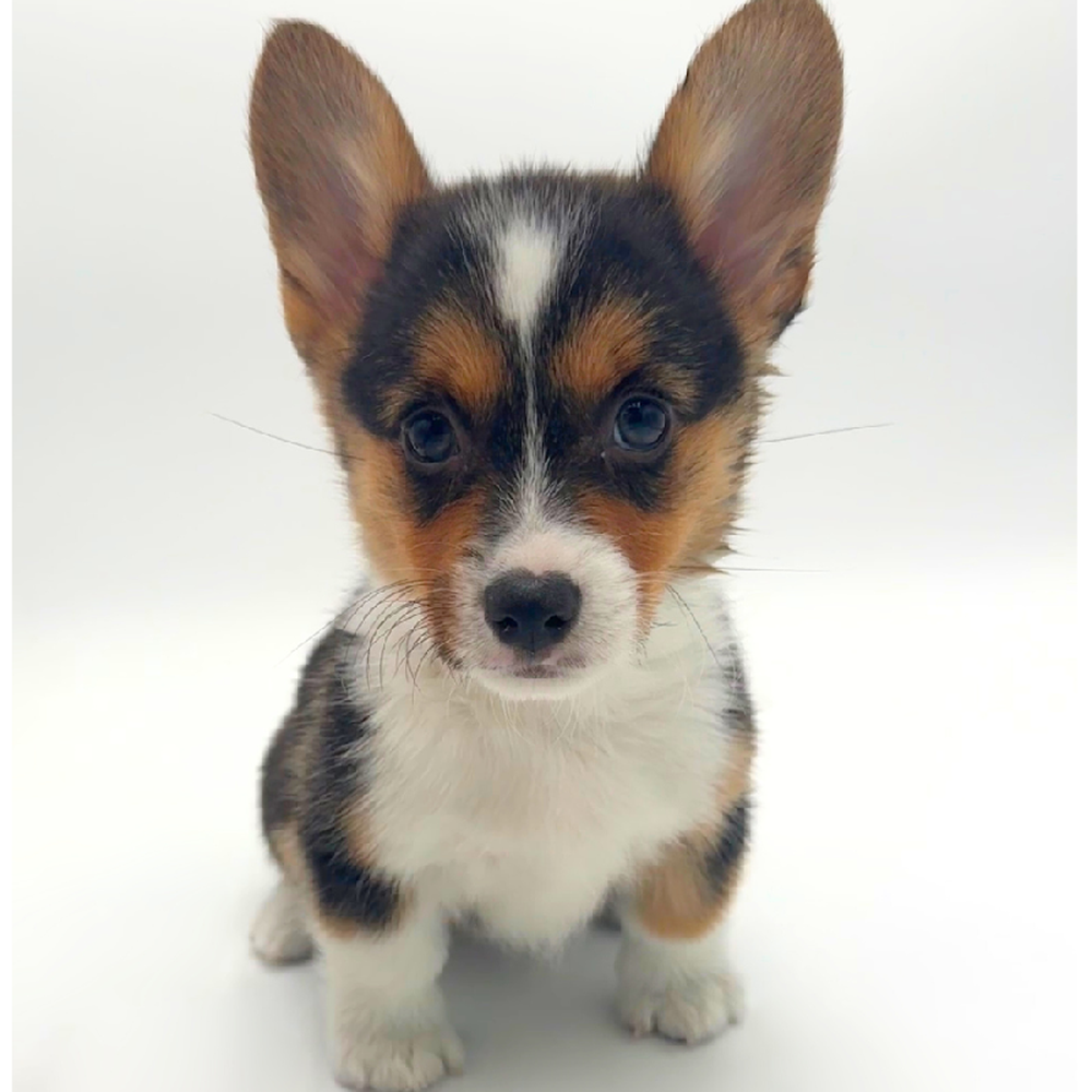 carousel pet images