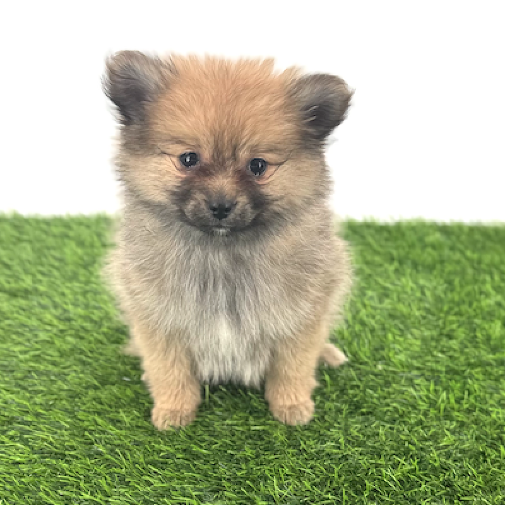 carousel pet images